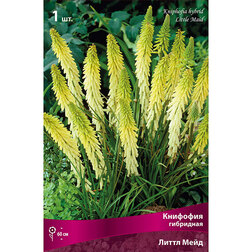 ����  �������� ����� ���� (���������), ������ �� 501 ���