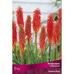 ����  �������� ����� ��� (���������), ������ �� 501 ���