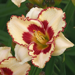 ����  �������� ��������� ������� �������, ������ �� 625 ���