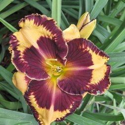 ����  �������� ��������� ������ ������, ������ �� 625 ���