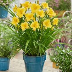 ����  �������� ��������� ������������ ���� (������� ��� �����!), ������ �� 411 ���