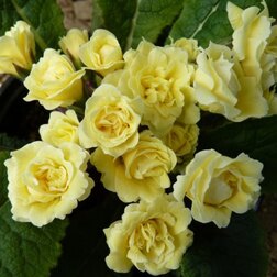 ����  ������� �����*, ������ �� 697 ���