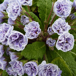 ����  ������� ������*, ������ �� 697 ���