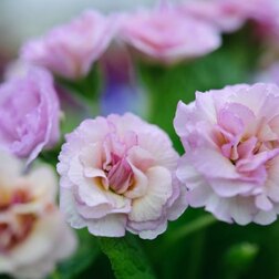 ����  ������� ������������ ������*, ������ �� 697 ���