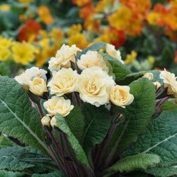 ����  ������� ���� �� ������*, ������ �� 697 ���