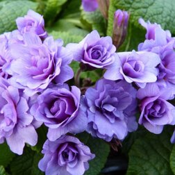 ����  ������� ϸ�� �����*, ������ �� 697 ���