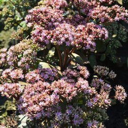 ����  ����� ������ �������, ������ �� 430 ���