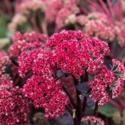 ����  ����� �������� ��� ����, ������ �� 518 ���