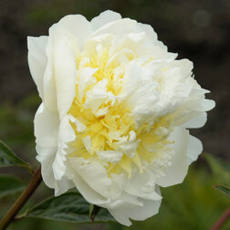 ����  ���� ���������������� ������ ���* (2-3 �����), ������ �� 1164 ���