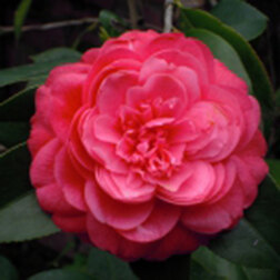 ����  ������� �������� ���� ��������, ������ �� 824 ���