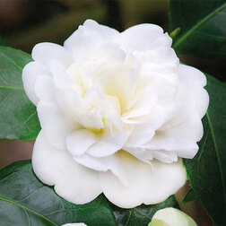 ����  ������� �������� �����������, ������ �� 824 ���