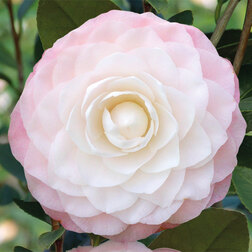 ����  ������� �������� ������ ����, ������ �� 824 ���