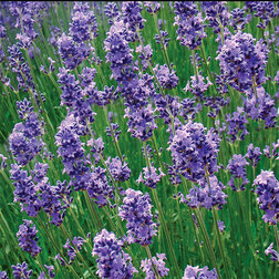 ����  ������� ����������� �������, ������ �� 748 ���