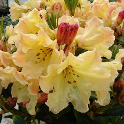 ����  ����������� ��������� ����� �����, ������ �� 918 ���