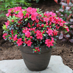 ����  ������ �������� �������, ������ �� 816 ���