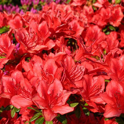 ����  ������ �������� ��������, ������ �� 816 ���