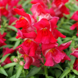 ����  ������� ��� ������ ����� (1��-1000��) ���������������� ������, ������ �� 2080 ���