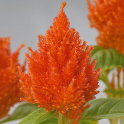 ����  ������� �������� ������� ����� (1��-100��) ���������������� ������, ������ �� 240 ���