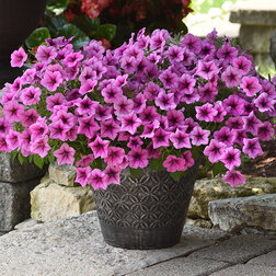 ����  ������� ��������� F1 ��� ���� ���� ����� (1��-100�����) ���������������� ������, ������ �� 4000 ���