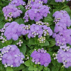 ����  �������� ����� ��� (1��-100 ��) ���������������� ������, ������ �� 400 ���