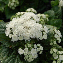 ����  �������� ����� ���� (1��-100��) ���������������� ������, ������ �� 400 ���