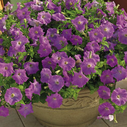 ����  ������� ��������� ���� ������� �������� (1��-100�����) ���������������� ������, ������ �� 3520 ���