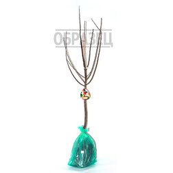 ����  ������ ����� ���� (������ �����) (� �����), ������ �� 873 ���