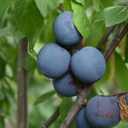 ����  ��������� �������� ������ (������ �����) (� �����), ������ �� 1179 ���