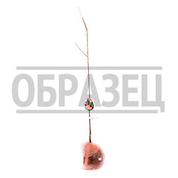 ����  ����� ���� 2-� ��� (������ �����) (� �����), ������ �� 783 ���