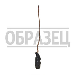 ����  ������ ���� �������, ������ �� 439 ���