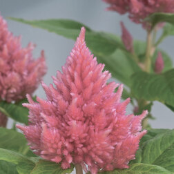 ����  ������� �������� ������� ���� (1��-100��) ���������������� ������, ������ �� 240 ���