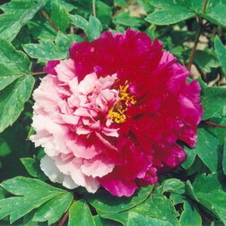 ����  ���� ����������� ������ ����, ������ �� 833 ���