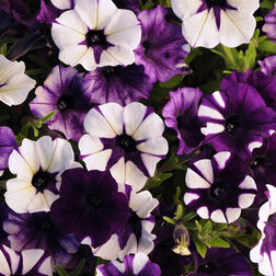 ����  ������� ��������� F1 ��� ���� ����� ��� ��� (1��-100�����) ���������������� ������, ������ �� 4000 ���