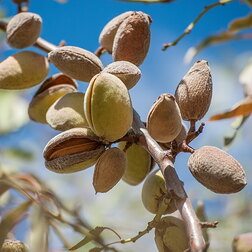 ����  ������� ��������� 62 (������ �����) (� �����), ������ �� 747 ���