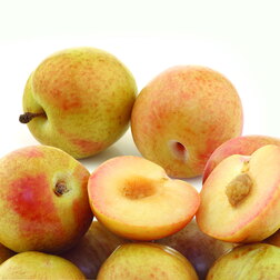 ����  �������� (������ �������� � ����� � �������) ���� (������ �����) (� �����), ������ �� 1503 ���