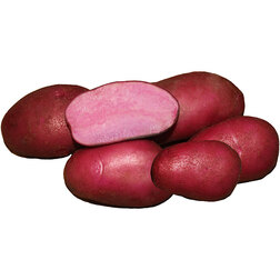 ����  ��������� �������� ������� (�����) (1��), ������ �� 259 ���