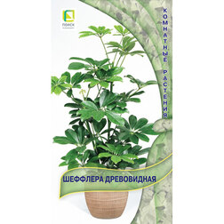 ����  �������� �����������, ������ �� 55 ���