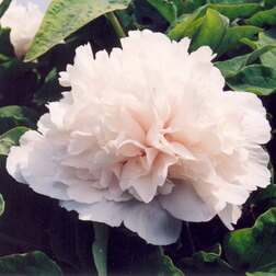 ����  ���� ����������� ������� ������, ������ �� 731 ���