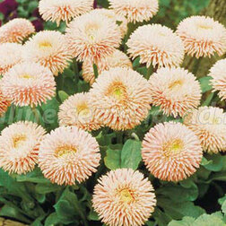 ����  ���������� ������� (1��-250�����) ���������������� ������, ������ �� 608 ���