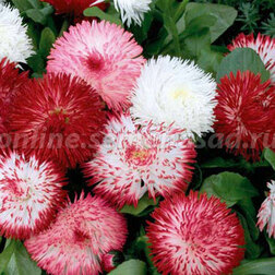 ����  ���������� �������� ���� (1��-250�����) ���������������� ������, ������ �� 960 ���