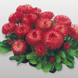 ����  ���������� �������� ��� (1��-250�����) ���������������� ������, ������ �� 960 ���