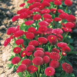 ����  ���������� ����� ��� (1��-1000�����) ���������������� ������, ������ �� 2160 ���