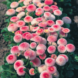 ����  ���������� ����� �������� ��� ���� (1��-1000�����), ������ �� 2160 ���