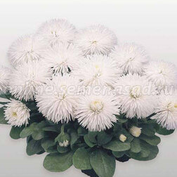 ����  ���������� �������� ���� (1��-1000�����) ���������������� ������, ������ �� 2960 ���