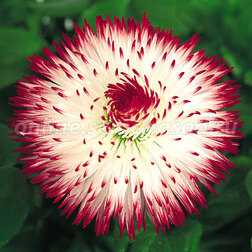 ����  ���������� �������� ���� ��� ���� (1��-1000�����), ������ �� 2960 ���