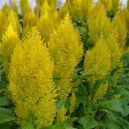 ����  ������� �������� ������ ����� (1��-100��) ���������������� ������, ������ �� 1936 ���