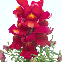 ����  ������� ��� ������ ��� (1��-1000��) ���������������� ������, ������ �� 2080 ���