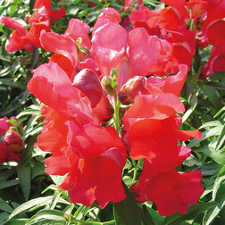 ����  ������� ��� ������ ������� (1��-1000��) ���������������� ������, ������ �� 2080 ���