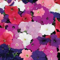 ����  ������� ����������� ����� ��� �� ���� (1��-100�����) ���������������� ������, ������ �� 352 ���