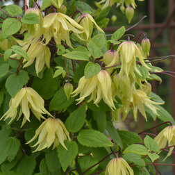 ����  �������� ������������ (������) ������ ����, ������ �� 1869 ���